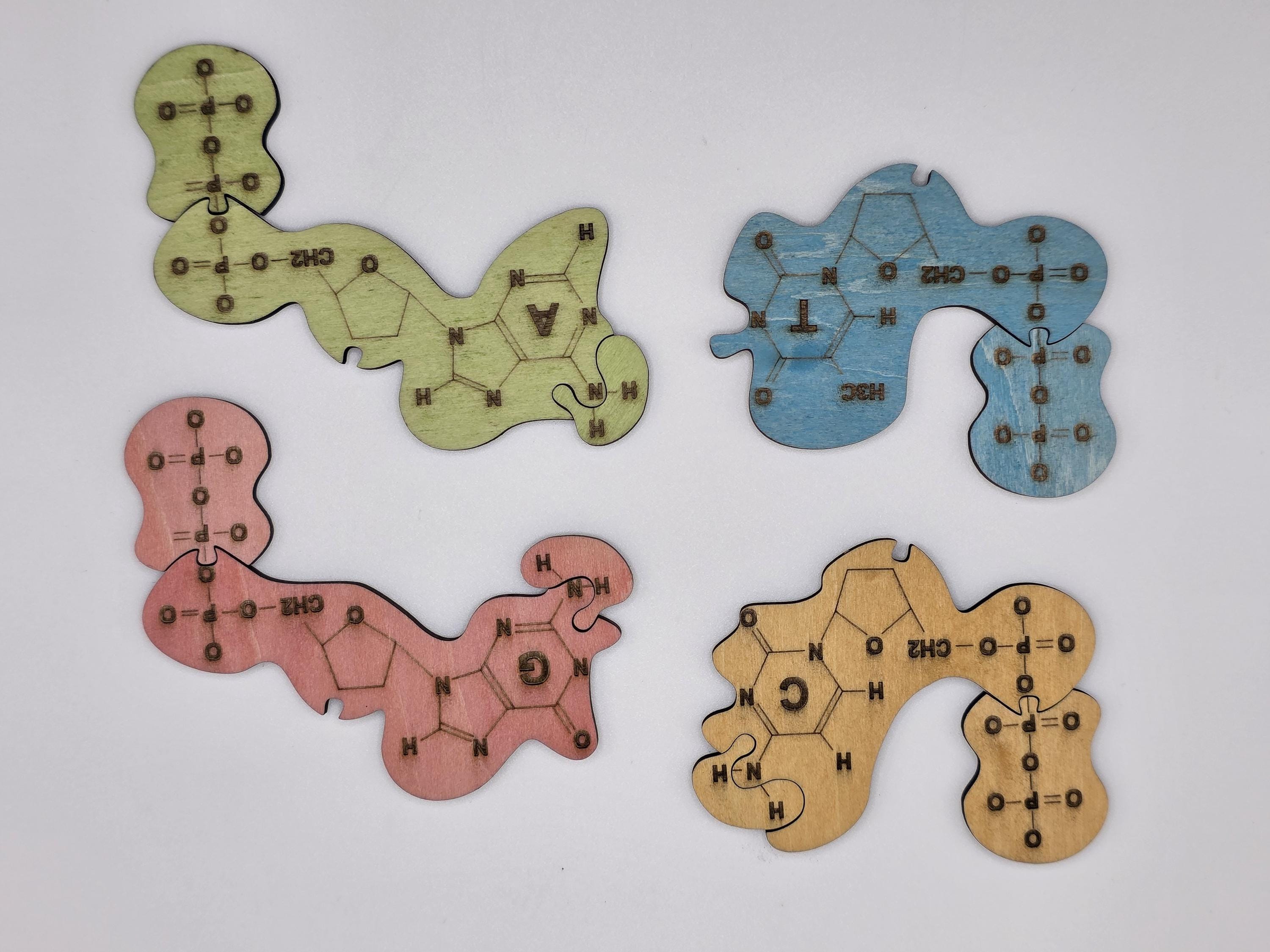 Wooden DNA Puzzle: Educational STEM Biology Toy - Etsy