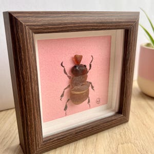 May include: A framed insect specimen, featuring a brown beetle with a heart-shaped adornment. The insect is mounted on a pink background within a dark brown wooden frame. The artwork is displayed on a light-colored surface.