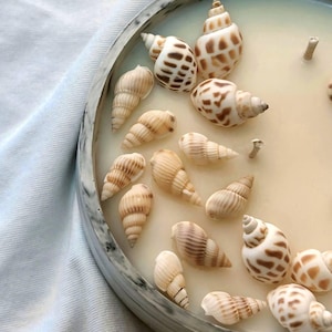 Seashell Candle in Gypsum Holder – Natural Soy Candle, Ocean Vibes