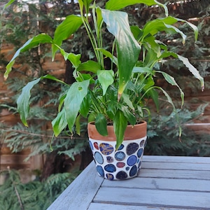 Peut inclure: Une plante verte luxuriante avec de grandes feuilles dans un pot en céramique décoratif. Le pot présente un motif de mosaïque avec des motifs circulaires bleus, rouges et blancs. Le pot est posé sur une surface en bois grise vieillie.