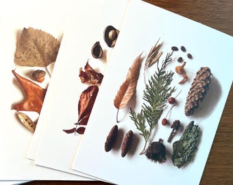 Nature Still Life Greeting Cards, 8 Blank Cards