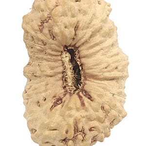 May include: A light tan, textured seed pod with a central opening. The pod has a ridged surface with darker brown veins and small, irregular bumps. The overall shape is oblong and organic, with a natural, earthy appearance.