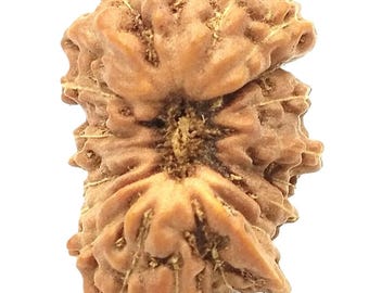 Raro 20 Mukhi Ganesha Rudraksha - Java - 15,20 mm - Certificado de laboratorio