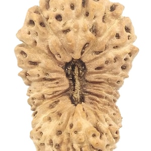 Puede incluir: Primer plano de una cuenta Rudraksha de color marrón claro y texturizada. La cuenta tiene una forma natural y orgánica con múltiples lóbulos y pequeños agujeros. La superficie parece rugosa y desigual, con una ranura central que recorre su longitud.