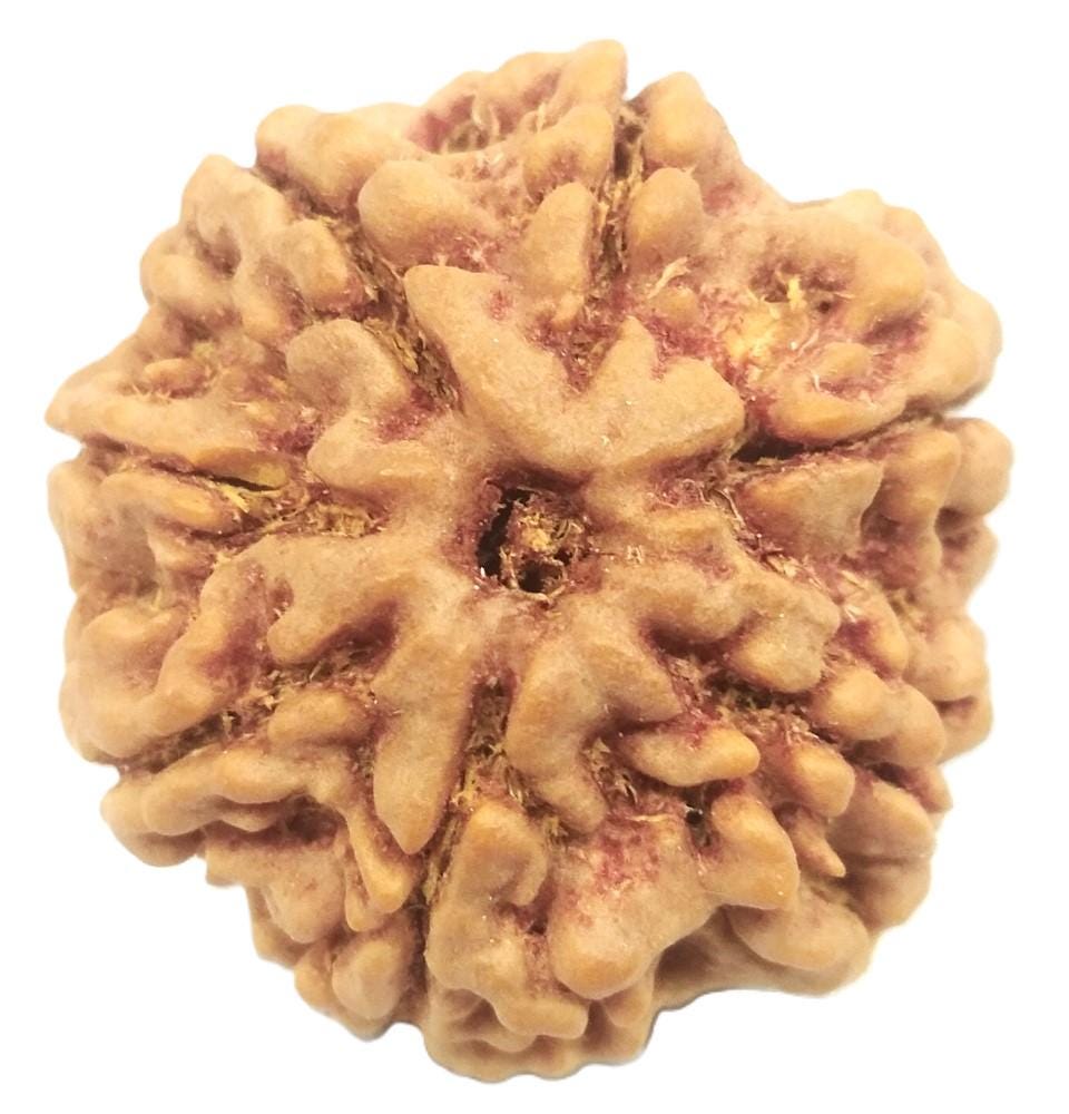 Rare Collector Size 7 Mukhi Rudraksha - Nepal Bead - 25.50 mm -  Lab Certified