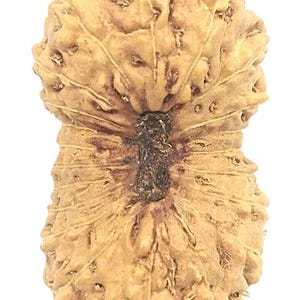 May include: A light brown, textured Rudraksha bead, with a natural, organic shape. The bead has a segmented appearance with visible ridges and a dark brown stem. The surface has a rough texture with small, irregular holes.