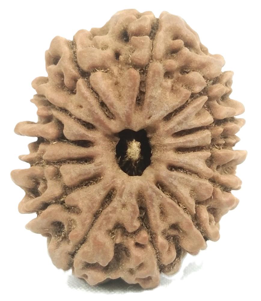 スーパー コレクター 13 ムキ ルドラクシャ - ネパール - 31.20 mm