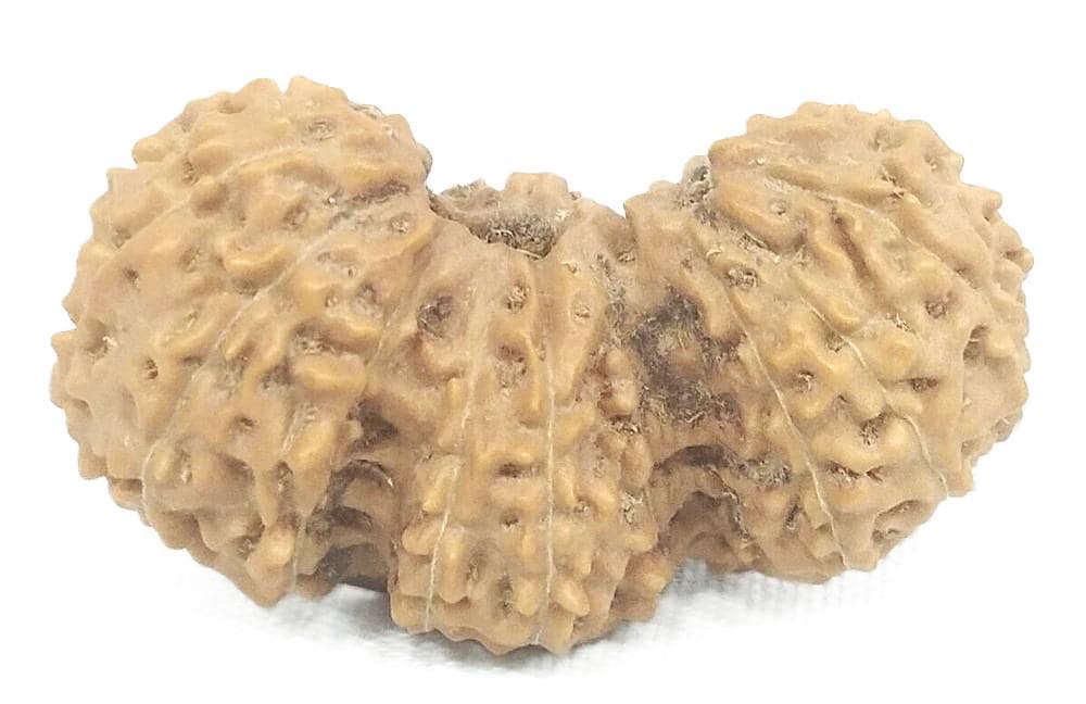 レア スーパー コレクター トリジュティ ルドラクシャ / ガウリパス