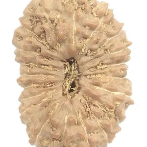 Op de afbeelding: Een close-up van een lichtbruine, getextureerde rudraksha-kraal. De kraal heeft een natuurlijke, organische uitstraling met ribbels en een centrale opening. Het oppervlak heeft een ruwe textuur met subtiele kleurvariaties.