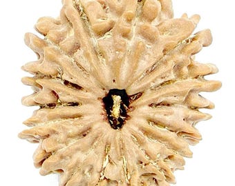 Raro 16 Mukhi Rudraksha / Dieciséis Rudraksh de cara - Nepal - 23,86 mm - Certificado IGL