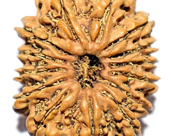 14 Mukhi Rudraksha - Collector Size - 26.30 mm - Nepal Origin - IGL Certified