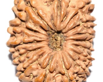 Rare 15 Mukhi Rudraksha - Nepal - IGL Certified - Super Collector Size - 29 mm
