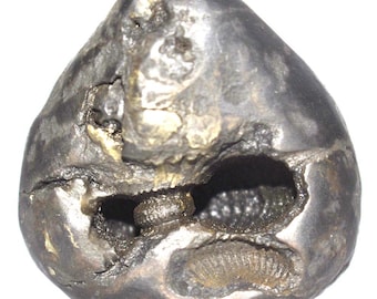Yoga Narsimha Shaligram - Yogananda Narasimha Salagram - Gandaki River Nepal
