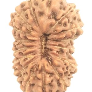 Könnte beinhalten: Nahaufnahme einer braunen, strukturierten Rudraksha-Perle. Die Perle hat eine natürliche, organische Erscheinung mit einer geriffelten Oberfläche und kleinen, unregelmäßigen Unebenheiten. Die Perle ist hellbraun und vor weißem Hintergrund.