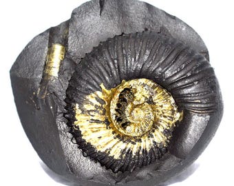 Sacred Adwaitya Golden Vishnu Sudarshan Harihara Shivlinga Shaligram - Gandaki River Nepal
