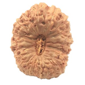 May include: A light brown rudraksha bead with a textured surface. The bead has a natural, organic appearance with ridges and a central opening. The surface is covered in small, irregular bumps and grooves, giving it a unique, earthy aesthetic.