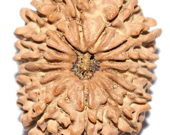 14 Mukhi Rudraksha - Collector Size - 28.36 mm - Nepal Origin - IGL Certified