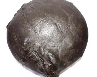 Rare Super Big Size Kurma Shaligram - 12 kg 900 gms - Gandaki River Nepal
