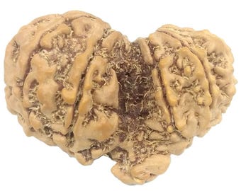 Raro Gauri Shankar Ganesha Rudraksha - 10 Mukhi - Nepal - Certificado IGL