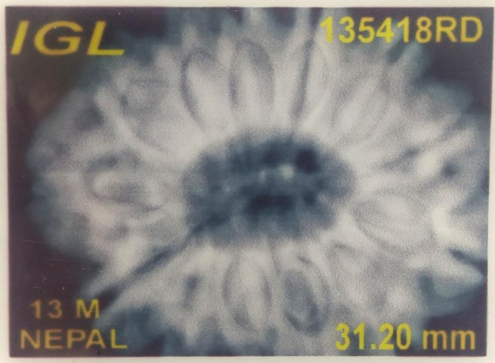 スーパー コレクター 13 ムキ ルドラクシャ - ネパール - 31.20 mm