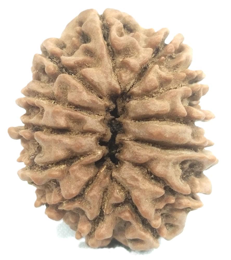 スーパー コレクター 13 ムキ ルドラクシャ - ネパール - 31.20 mm