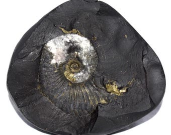 Sacred Adwaitya Golden Shweta Crystal Laxmi Surya Sudarshan Shaligram - Gandaki River Nepal