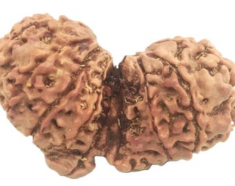 Rare Super Collector 16 Mukhi Gauri Shankar Ganesha Rudraksha - Nepal - 34.25 mm - IGL Certified