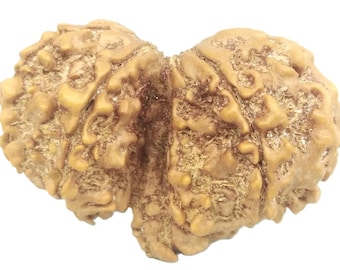 Seltene Sammlergröße Gauri Shankar Ganesha Rudraksha - 9 Mukhi - Nepal - IGL Zertifiziert