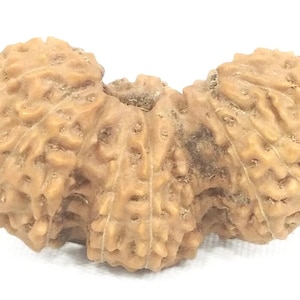 Può includere: Una perla Rudraksha marrone chiaro e strutturata, con un design a tre facce. La perla ha un aspetto ruvido e organico, con creste e un colore naturale e terroso. La perla viene probabilmente utilizzata per la meditazione o pratiche spirituali.