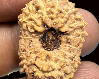 17 Mukhi Rudraksha - Java - Super Collector Size - 24.48 mm - IGL Certified
