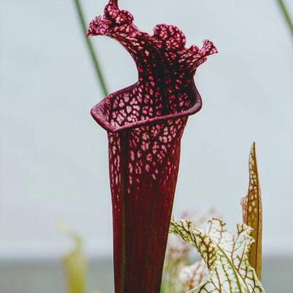 Sarracenia "Burgundy" – Carnivorous Pitcher Plant, Nursery-Grown, Cultivated Stock