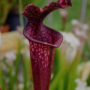 May include: A close-up of a deep red pitcher plant with a spotted pattern. The plant is in focus, while the background is blurred.