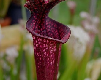 Sarracenia "Burgundy" – Carnivorous Pitcher Plant, Nursery-Grown, Cultivated Stock