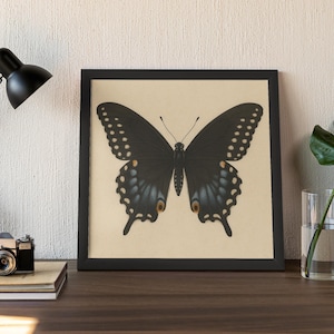 May include: A framed print showing a detailed illustration of a black butterfly with blue and orange markings on its wings. The butterfly is set against a cream background, within a black frame.