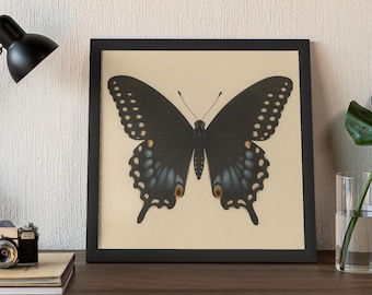 May include: A framed print featuring a detailed illustration of a black butterfly with blue and orange accents on its wings. The butterfly is centered on a cream-colored background, encased in a black frame.