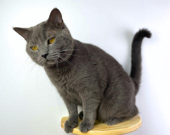 Grimpet - Arbre à chat mural - La Plateforme Ronde – 25 cm