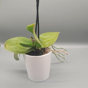 Orchideentopf modern Blumentopf für Orchideenleichter nachhaltiger Übertopf stilvolle Pflanzschale für Phalaenopsis & Dendrobium