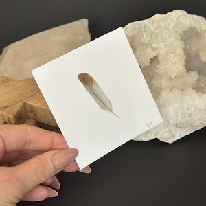 Eagle Feather Sticker | Hand Drawn Nature Inspired Art