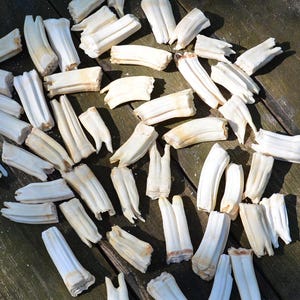 Large horse TEETH, for knife handles, collcectible, weird item, for nature lovers, educational bone, real animal teeth, deer teeth, present