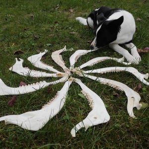 Op de afbeelding: Een cirkelvormige opstelling van witte dierenkaakbeenderen op groen gras. Een zwart-witte hond ligt in de buurt. De botten, met zichtbare tanden, zijn in een cirkel gerangschikt. De scène speelt zich buiten af op een grasveld.