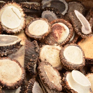 Red Deer Antler Burr: 10cm Rustic Craft Supply, Jewelry Making