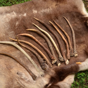 Unicorn Horns (aka Spike Antlers) – Naturally Shed by Forest Unicorns