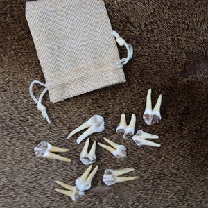 Op de afbeelding: Een verzameling dierentanden, sommige met wortels, ligt verspreid op een bruin oppervlak naast een kleine beige zak met trekkoord. De tanden variëren in grootte en vorm, met een natuurlijke, gebroken witte kleur.