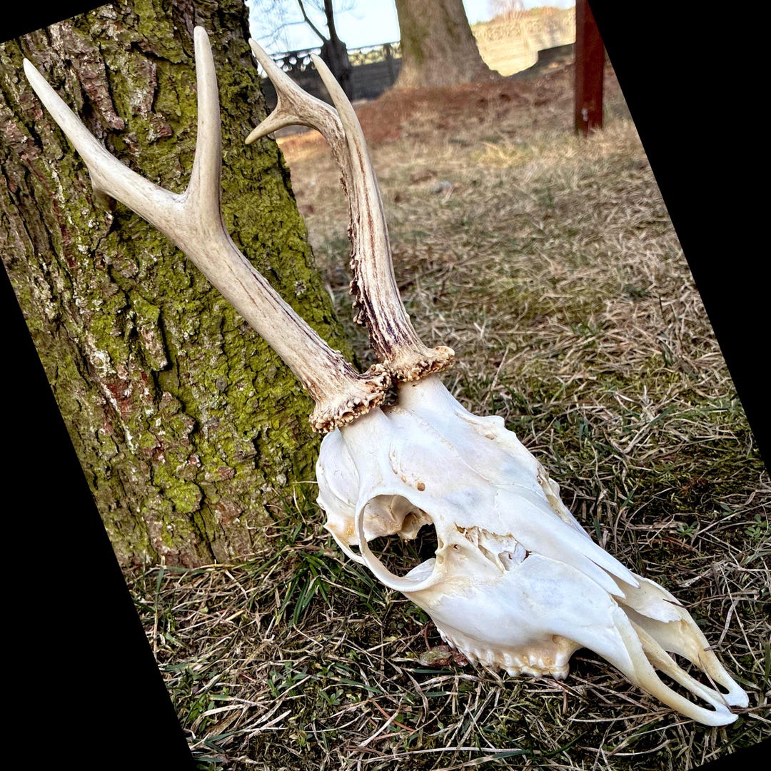 Real Roe Deer Skull With Cream Antlers - Authentic Capreolus Capreolus ...