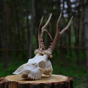 Roe Deer Skull with Antlers: Ethically Sourced Forest Decor