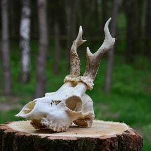 61KPawEgVGL._UF350,350_QL80_.jpg