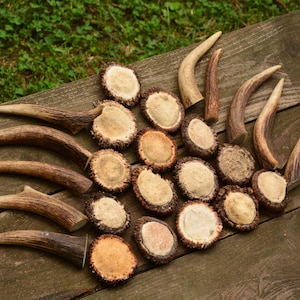 Può includere: Una collezione di corna di cervo e fette di corna disposte su una superficie di legno stagionato. Le corna, di varie dimensioni e forme, mostrano tonalità naturali marroni e beige. Le fette hanno un centro beige chiaro con un bordo più scuro e strutturato.