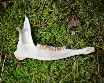 Roe Deer Jawbone, Ethically Sourced Animal Skull Part, Craft Supply