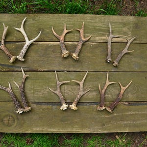 Roe Deer Antler Pairs – Choose Your Set