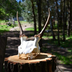 Small Fallow Deer Skull with Antlers – Clean White Skull for Natural Decor